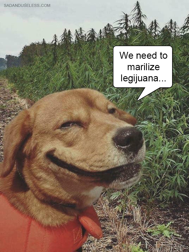 stoned12.jpg
