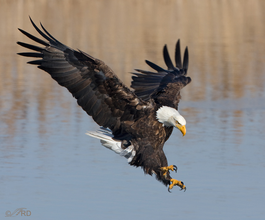 bald-eagle-08781.jpg