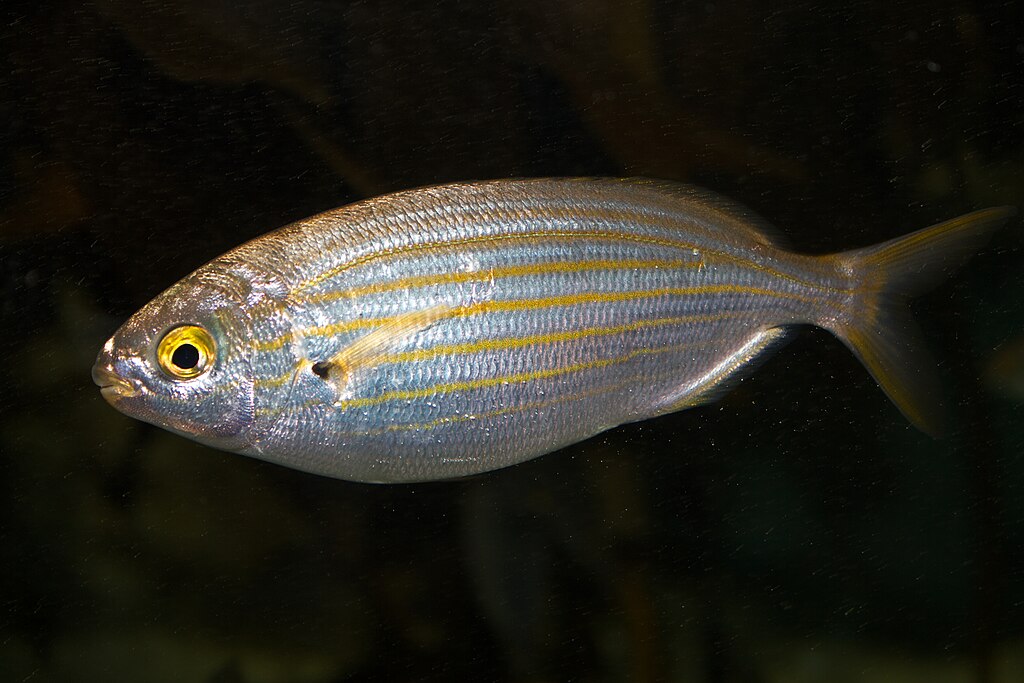 1024px-Sarpa_salpa_.jpg