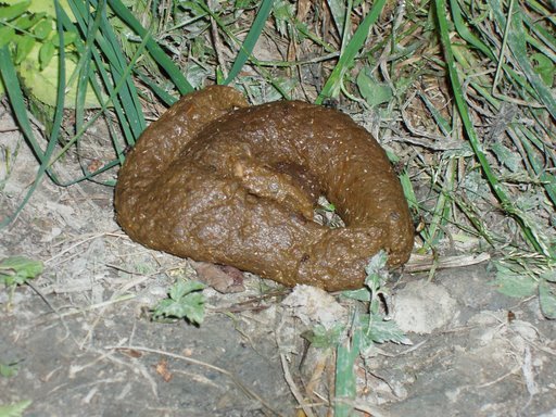 pile-of-shit-on-the-road1