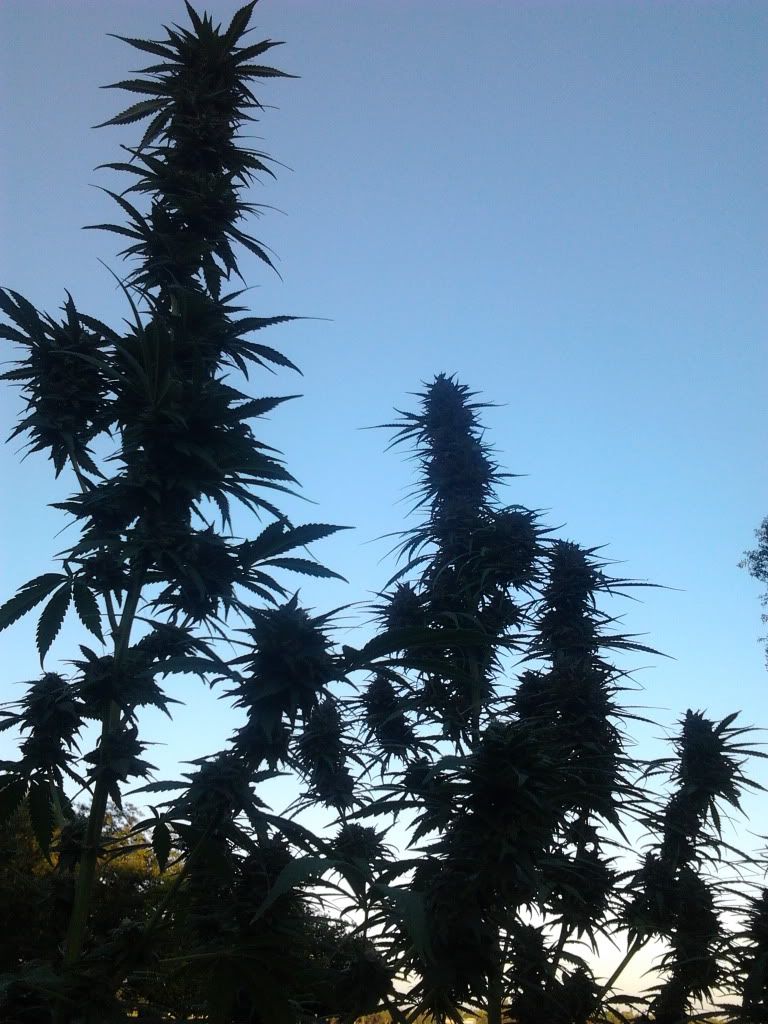 IMG_20111017_175754.jpg