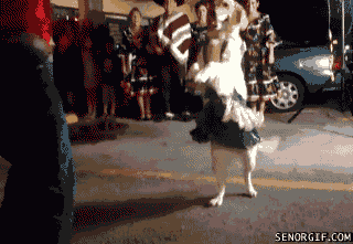 merengue-dog-gif.gif