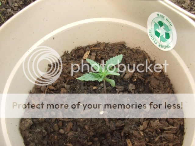 weed005.jpg