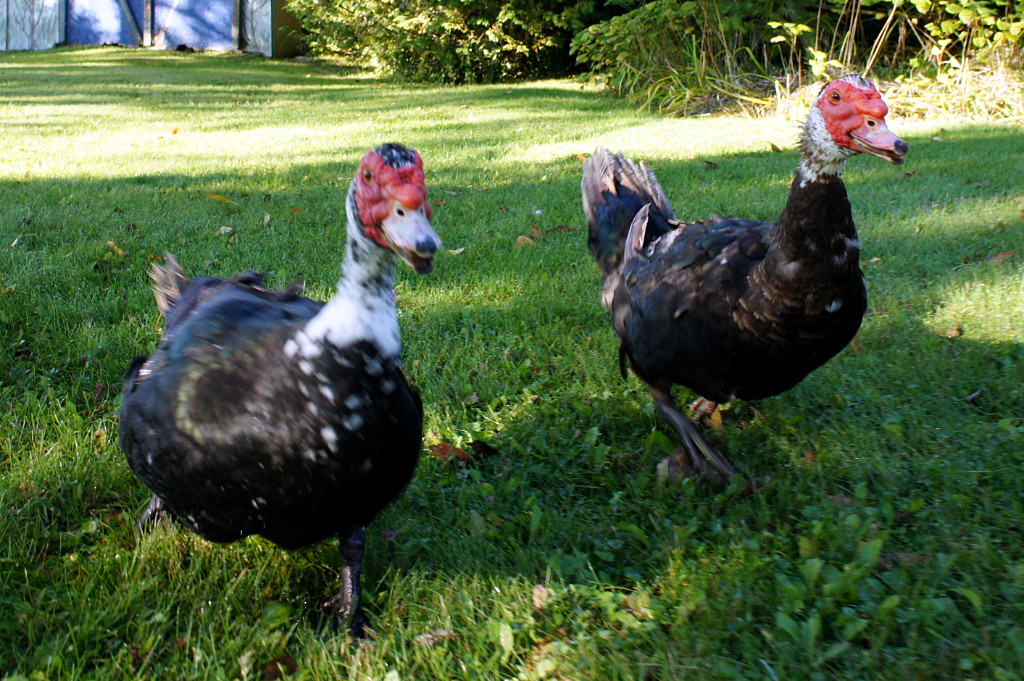 muscovy-ducks-1590.jpg