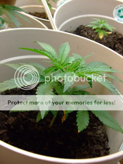 weed024.jpg