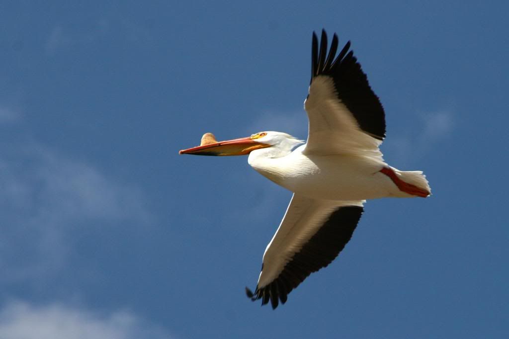 pelicanpelican.jpg