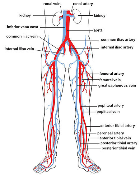 iliac_arteries_and_veins.jpg