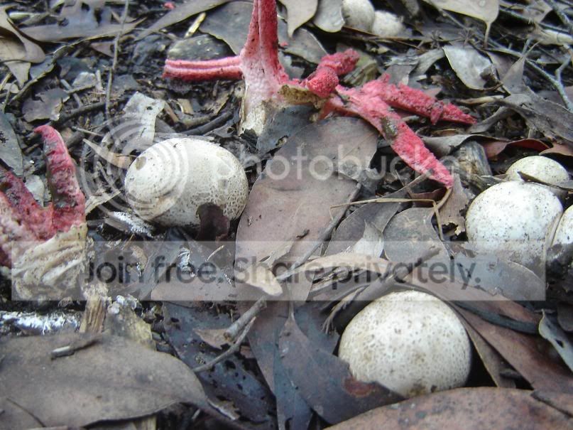 fungi3.jpg