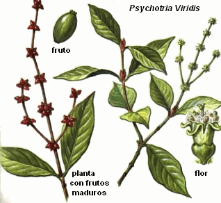 viridis.gif