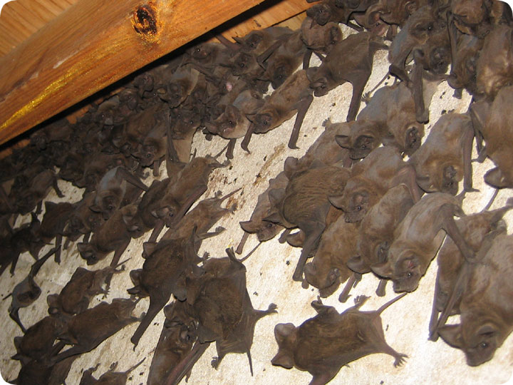 batcolonyinattic01.jpg