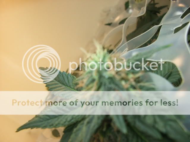 weed088.jpg