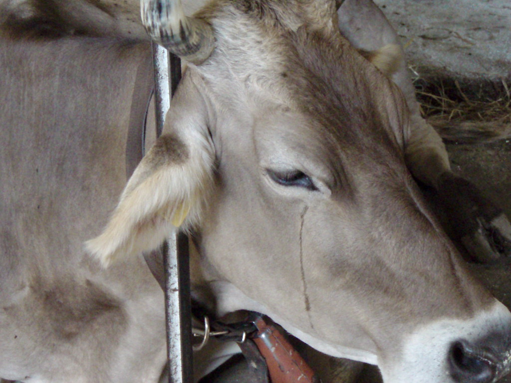 Crying Cow | Laura | Flickr