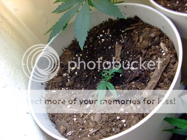 weed051.jpg