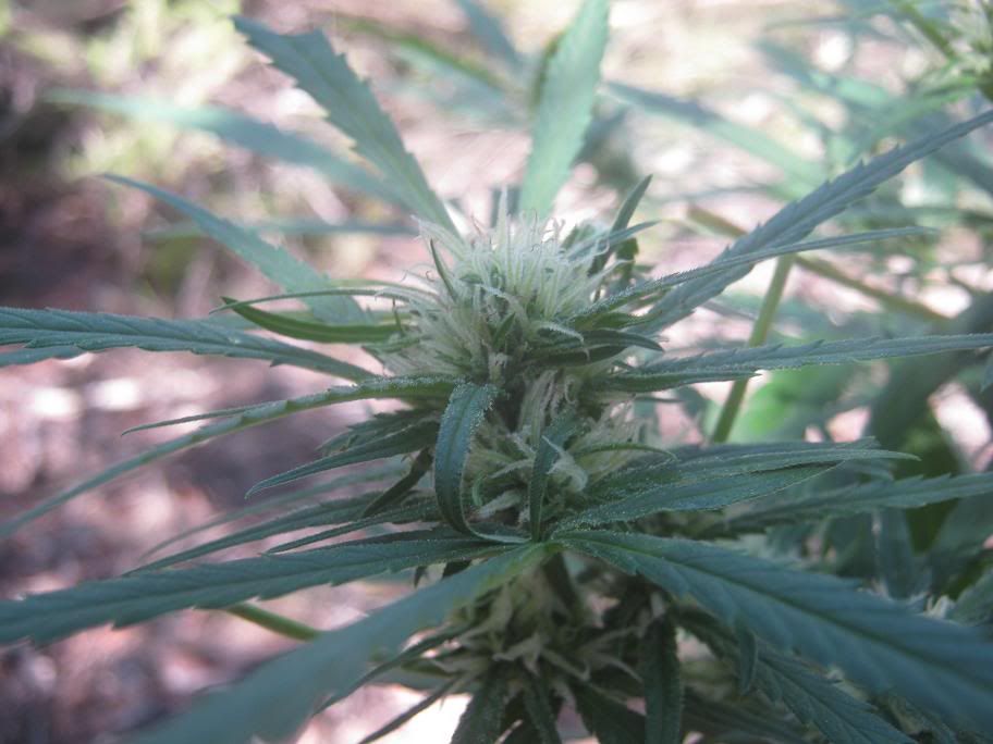 lsbud.jpg