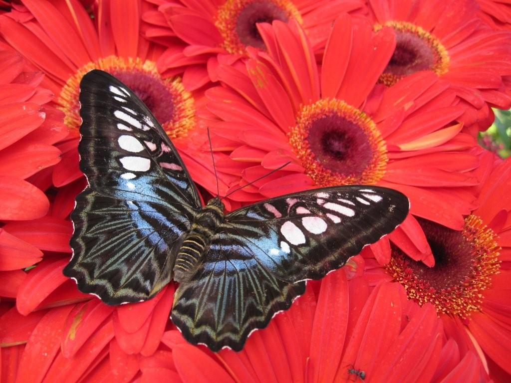 singapore-airport-butterfly-garden.jpg