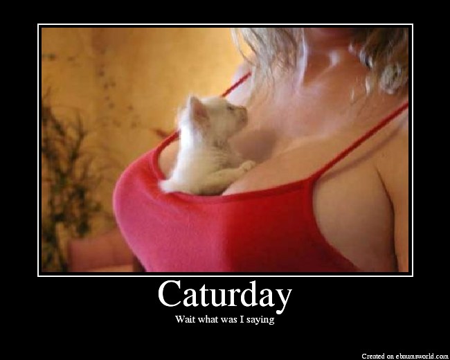 Caturday.png