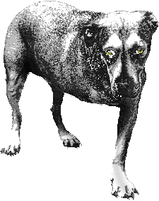 dog.gif