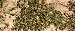 M-nodiflorum-habit-300.jpg