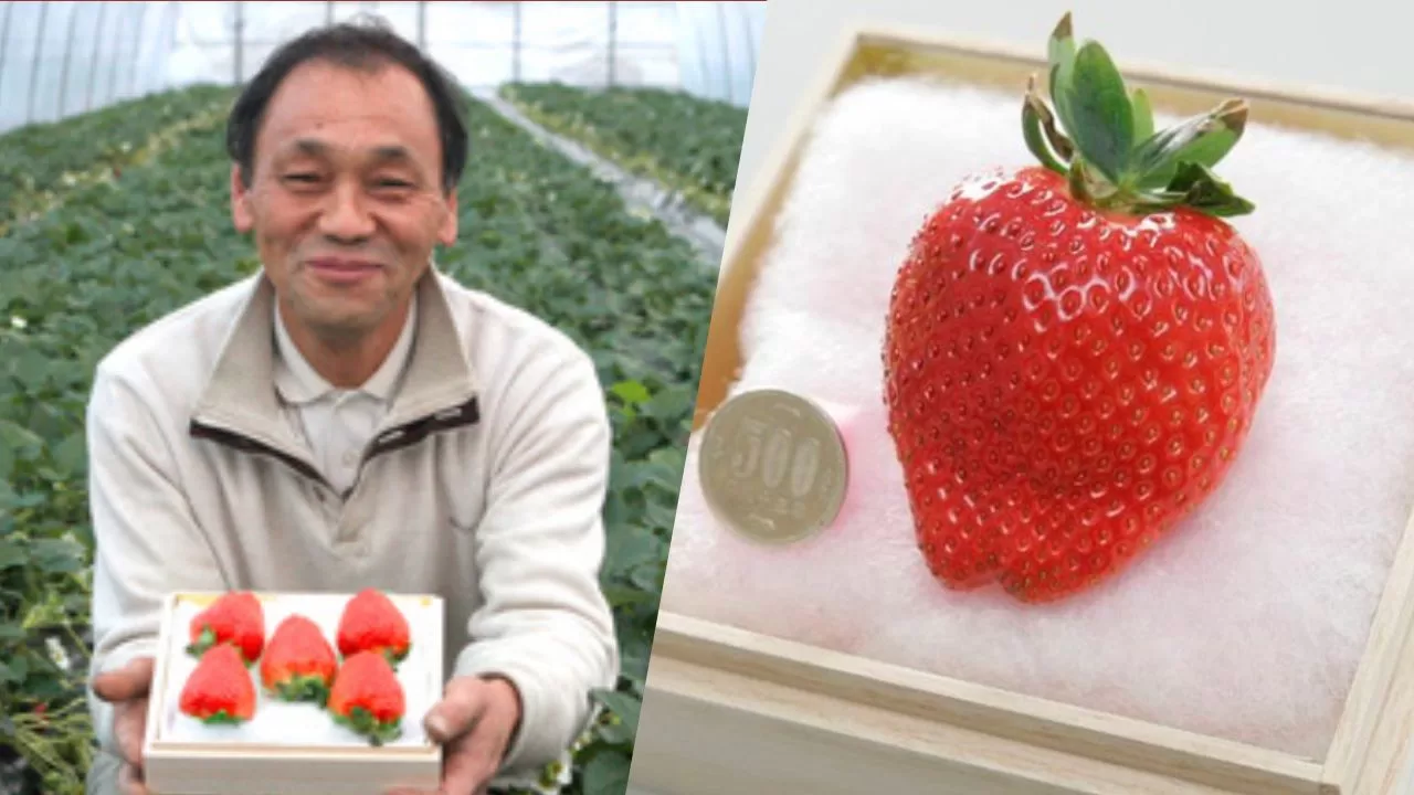 Bijin-Hime-strawberry-Okuda-jpg.webp