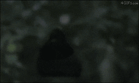 kcAPCrD.gif