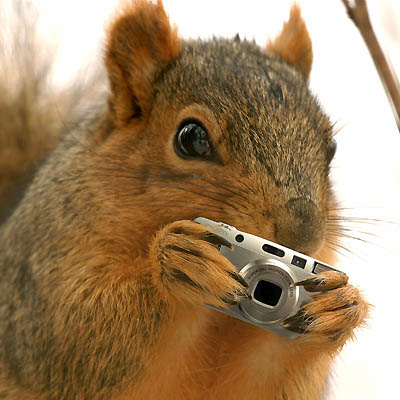 squirrel_shoots_back.jpg