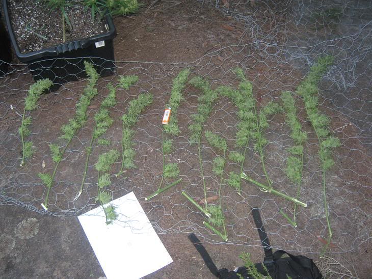 harvestdone-2.jpg