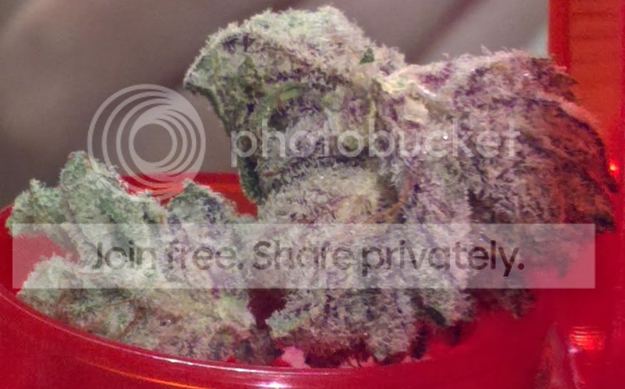 PurpleBerry2.jpg