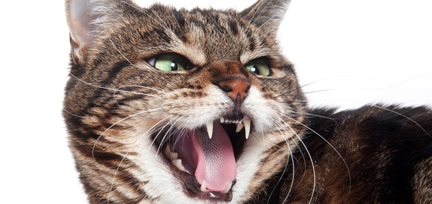 CatToothCare.jpg