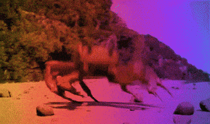F5JEut-Mfv2trqi-SKs.gif
