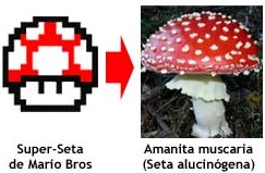 seta.jpg