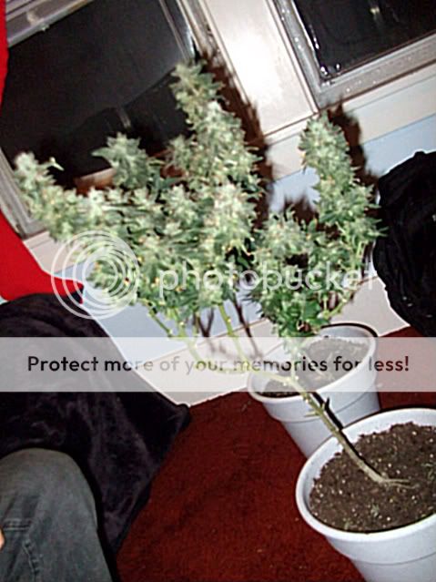 weed0022.jpg
