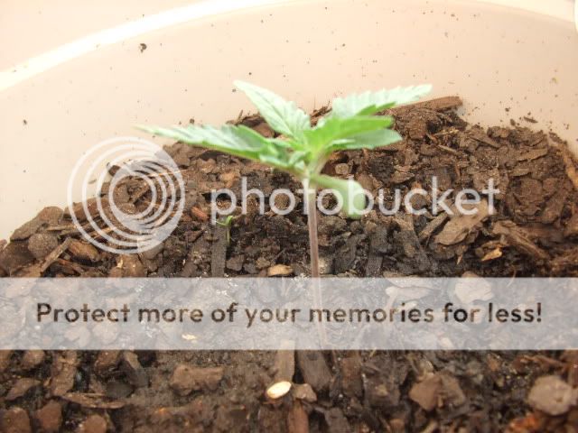 weed004.jpg