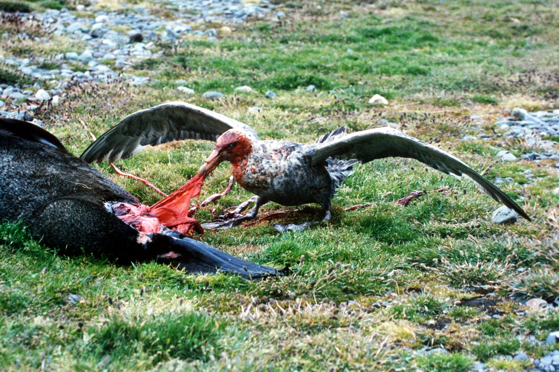 Giant_petrel.jpg