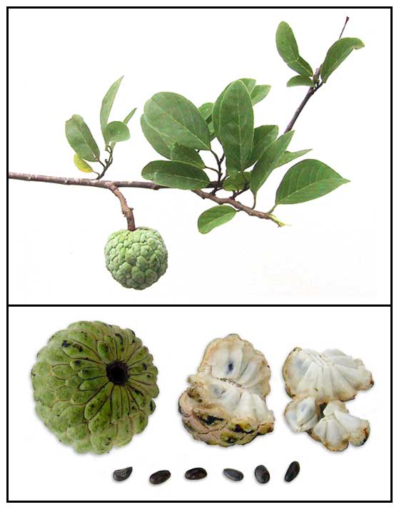 Atis.jpg