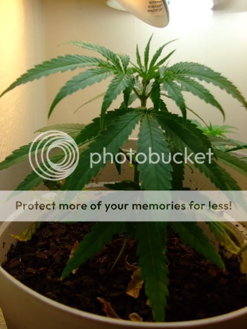 weed035.jpg