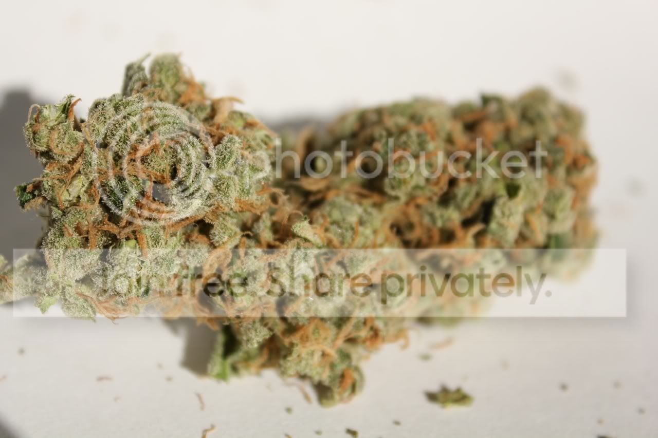 circlecityskunk-1.jpg