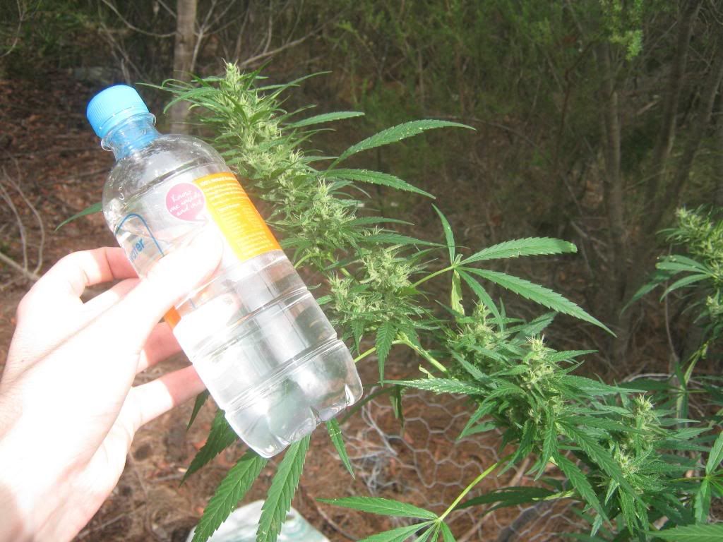 bottlehazarmapril27th.jpg
