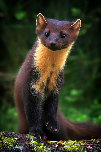 Pine-Marten-7.jpg