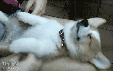 corgi_gifs_11.gif