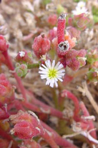 M-nodiflorum-fl-300.jpg