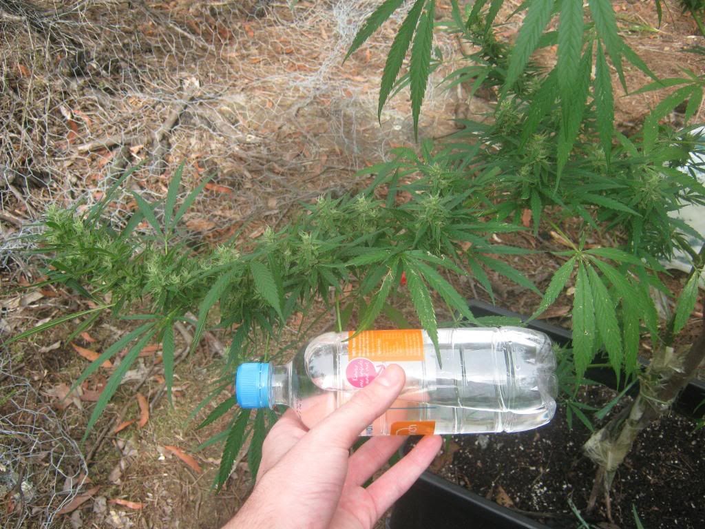 bottleocmparisonhazeapril27th.jpg