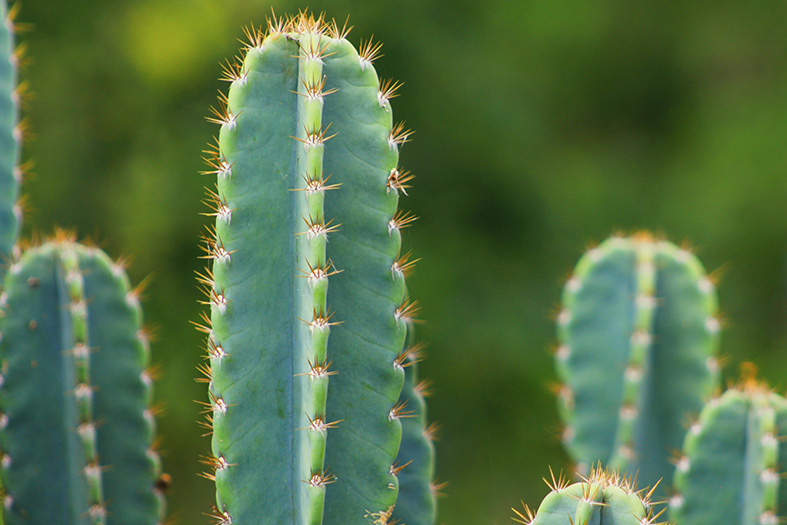 Echinopsis-Pachanoi.jpg