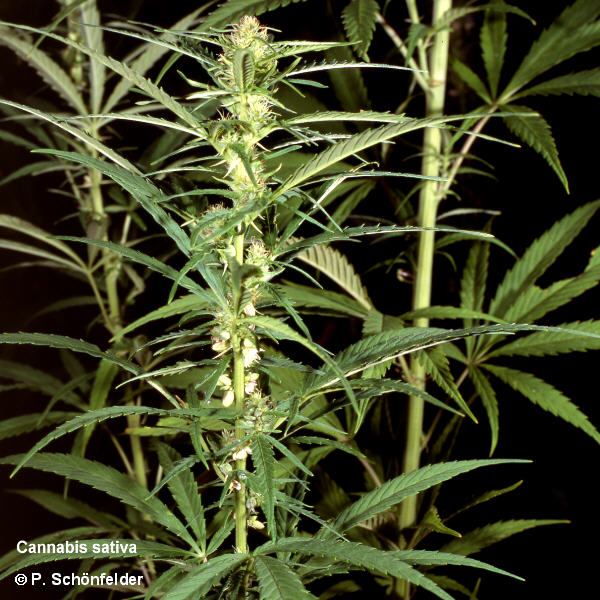 Cannabis.jpg