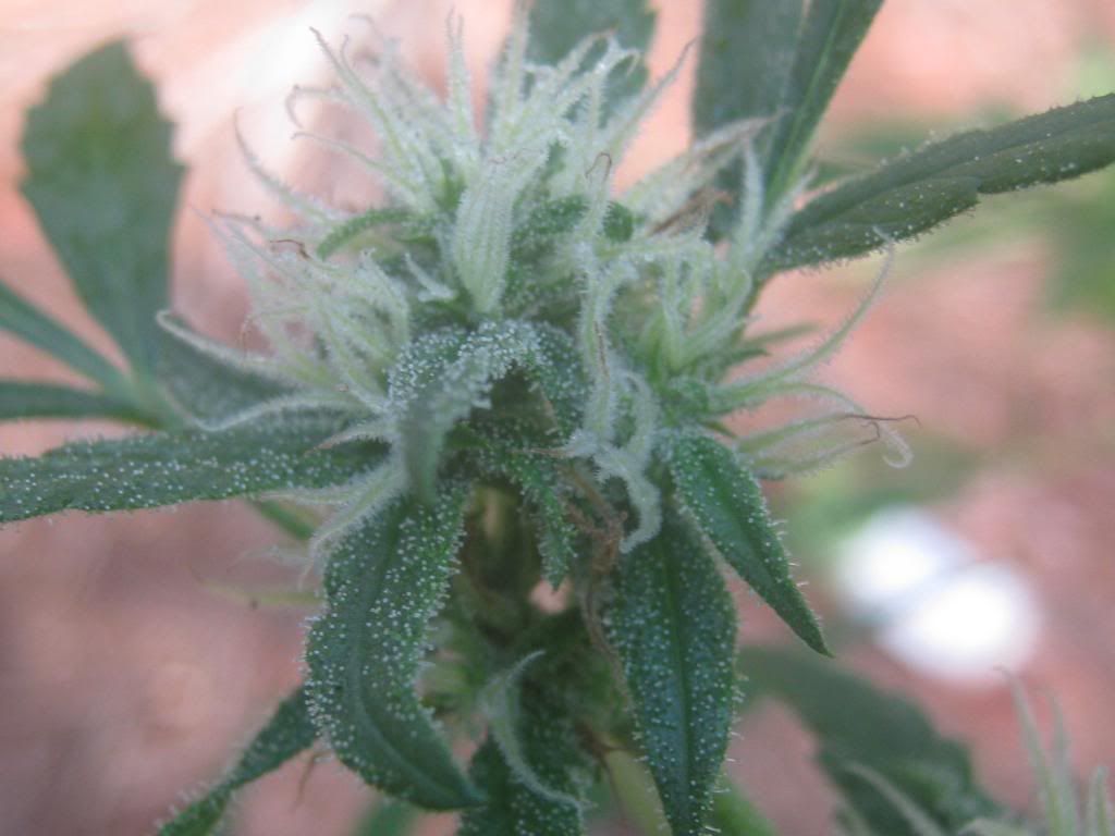 lemonskunkcrystalapril420.jpg