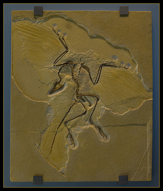archeopteryx.jpg
