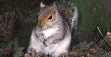 Grey-squirrel-372x192.jpg