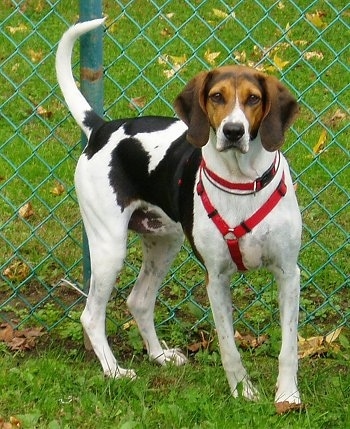 AmericanFoxhoundDaiseyBugStanding.jpg
