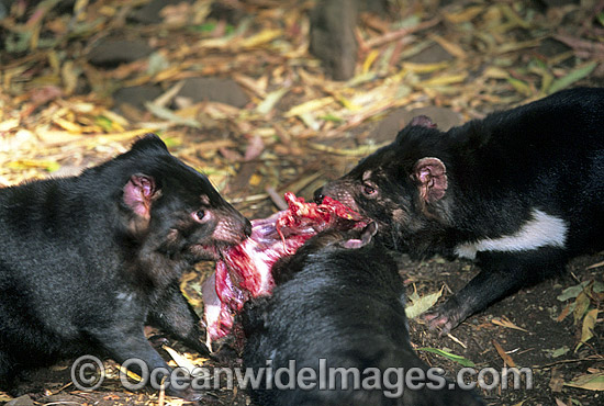tasmanian-devil-24T5038-21.jpg