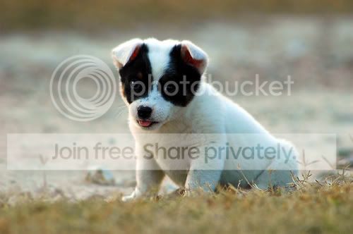 puppy2.jpg
