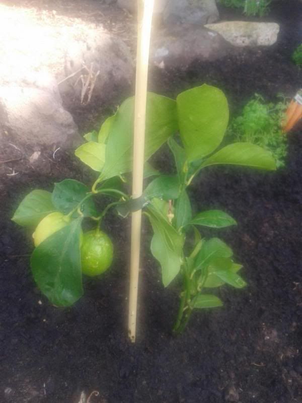 lemon_zps6872cd7f.jpg